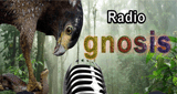 Stream radio gnosis